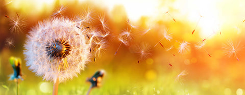 Allergy products